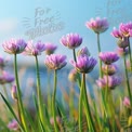 Vibrant Pink Wildflowers Against a Blue Sky: Nature's Beauty in Bloom