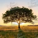 Majestic Tree Silhouette at Sunrise in Golden Field