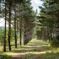 Serene Forest Pathway: Tranquil Nature Trail Surrounded by Tall Pines