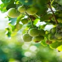 Fresh Green Fruit on Tree Branch with Soft Focus Background