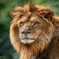 Majestic Lion Portrait with Intense Gaze in Natural Habitat