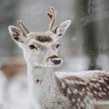 Majestic Winter Deer in Snowy Forest Landscape