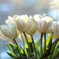 Elegant White Tulips in Soft Natural Light - Floral Beauty for Home Decor and Spring Themes