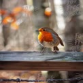 Charming European Robin Perched on a Wooden Fence in a Serene Forest Setting