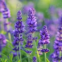 Vibrant Lavender Fields in Bloom - Nature's Serenity and Beauty