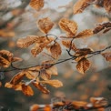 Autumn Leaves in Soft Focus: Nature's Warmth and Beauty