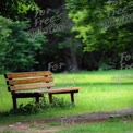 Serene Park Bench in Lush Green Landscape - Tranquil Outdoor Retreat