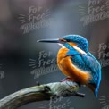 Vibrant Kingfisher Perched on a Branch: Nature's Colorful Avian Beauty