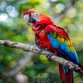 Lebhafte rote Ara auf einem Ast in einem üppigen tropischen Wald