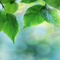 Fresh Green Leaves with Soft Bokeh Background for Nature and Wellness Themes