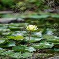 Serene Water Lily Bloom in Tranquil Pond with Lush Green Leaves