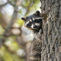 Curious Raccoon Peeking from Tree Trunk in Natural Habitat