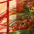 Vibrant Indoor Plant with Shadows on Colorful Wall