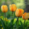 Vibrant Yellow Tulips in Bloom: Spring Floral Beauty