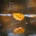 Autumn Serenity: Floating Leaf Reflection on Calm Water