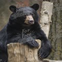 Majestic Black Bear Portrait: Wildlife Conservation and Nature Photography