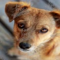 Close-Up of a Curious Brown Dog with Expressive Eyes