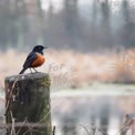 Elegant Blackbird Perched on a Weathered Post in Serene Wetland Landscape