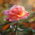 Beautiful Pink Rose Blossom with Soft Bokeh Background for Floral Designs and Nature Themes