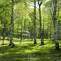 Serene Green Forest Landscape with Sunlight Filtering Through Trees