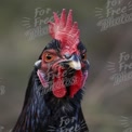 Close-Up of a Majestic Rooster with Vibrant Feathers and Striking Features