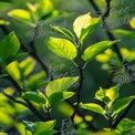 Vibrant Green Leaves in Sunlight - Nature's Freshness and Renewal