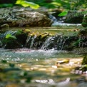 Tranquil Forest Stream with Cascading Water and Lush Greenery