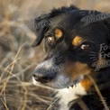 Close-Up of a Loyal Dog in Natural Setting - Pet Photography