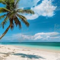 Tropical Paradise: Serene Beach with Palm Tree and Clear Blue Waters