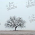 Solitary Tree in Foggy Landscape: Nature's Serenity and Isolation