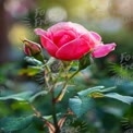 Beautiful Pink Rose Blossom with Buds in Soft Focus Garden Setting