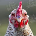 Close-Up of a Colorful Rooster with Striking Features and Vibrant Colors