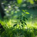 Vibrant Green Plant in Sunlit Meadow: Nature's Resilience and Growth