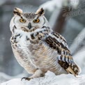 Grande Coruja das Neves em um País das Maravilhas de Inverno: Fotografia de Vida Selvagem Impression