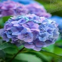 Vibrant Hydrangea Blooms in Soft Pastel Colors - Nature's Floral Beauty