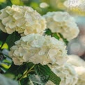 Elegant White Hydrangeas in Bloom - Fresh Floral Background for Spring and Summer Decor