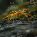 Close-Up of a Vibrant Yellow Spider on a Rock in Nature