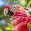 Vibrant Macaw Parrot Portrait in Lush Greenery - Exotic Wildlife Photography