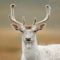 Majestic White-Furred Deer with Antlers in Natural Habitat