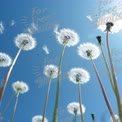 Whimsical Dandelion Seeds Blowing in the Breeze Against a Clear Blue Sky