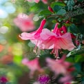 Vibrant Pink Fuchsia Flowers in Bloom with Soft Bokeh Background