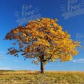 Vibrant Autumn Tree Against Clear Blue Sky - Fall Foliage Landscape