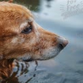 Golden Retriever Close-Up: Serene Dog Portrait by Water