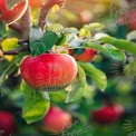 Fresh Red Apple on Tree Branch in Orchard - Nature's Harvest