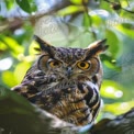 Majestic Owl with Striking Yellow Eyes Perched in Lush Greenery