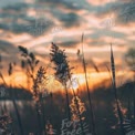 Serene Sunset Over Tall Grasses: Nature's Tranquil Landscape