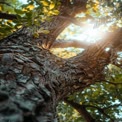 Majestic Tree Canopy with Sunlight Filtering Through Leaves