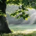 Serene Morning Light Through Lush Green Leaves in a Tranquil Forest