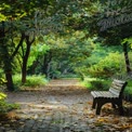 Tranquil Garden Pathway with Bench Surrounded by Lush Greenery