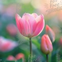 Delicate Pink Tulip in Soft Focus: Spring Blooming Flower Background